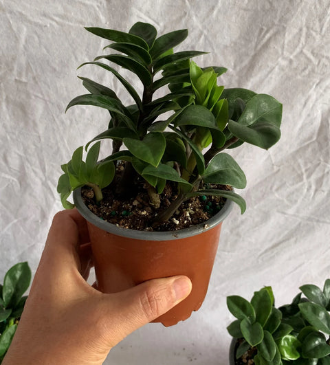 Dwarf ZZ Plant
