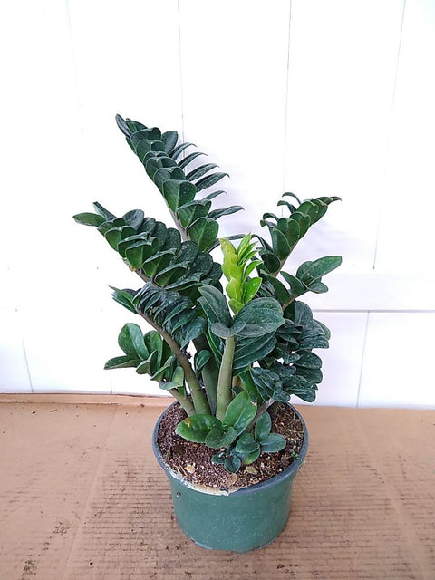 Zamioculcas Zamiifolia (ZZ Plant)