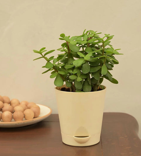 Jade Mini