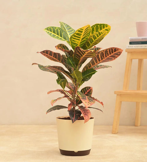 Croton Petra