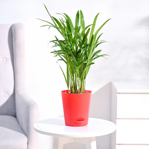 Areca Palm