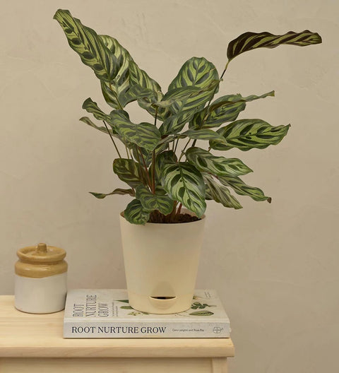 Calathea Makoyana