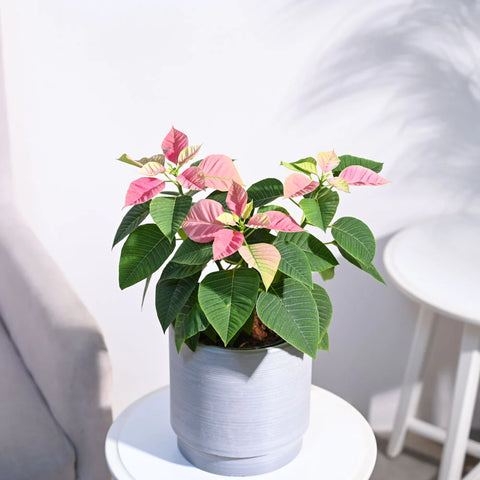 Poinsettia Pink