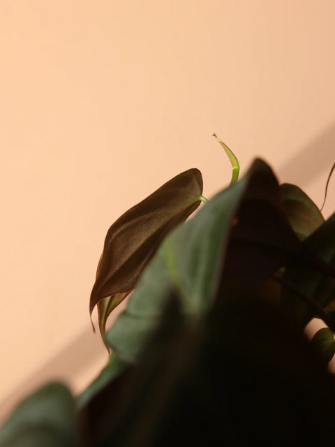 Philodendron Micans
