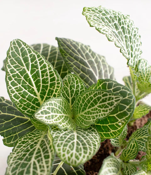 White Nerve Plant