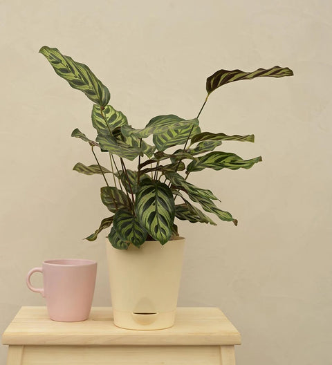Calathea Makoyana
