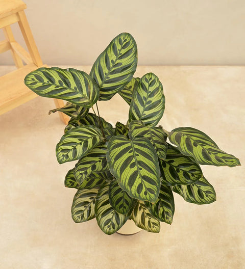 Calathea Makoyana