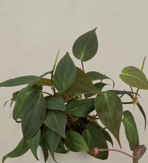 Philodendron Micans