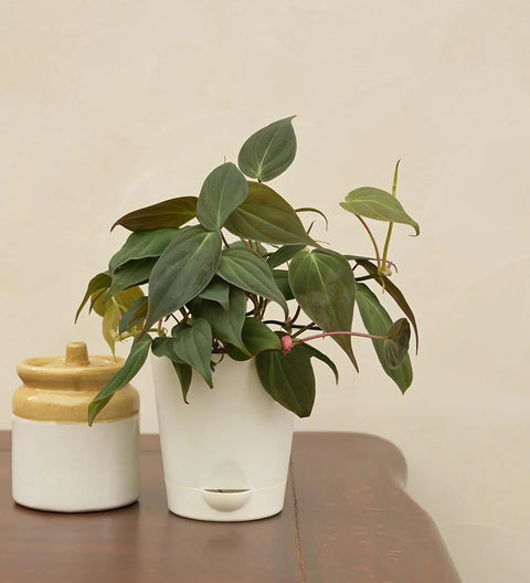 Philodendron Micans