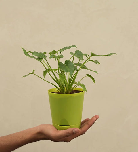 Philodendron Xanadu Green