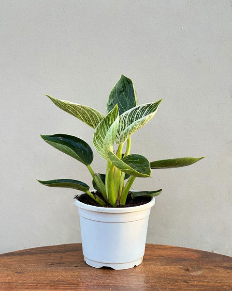 Philodendron Birkin