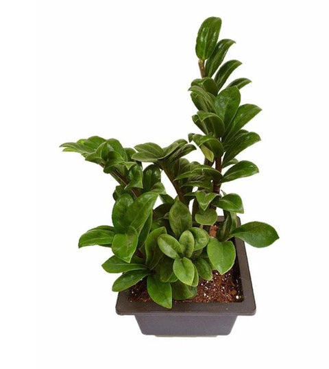 Dwarf ZZ Plant
