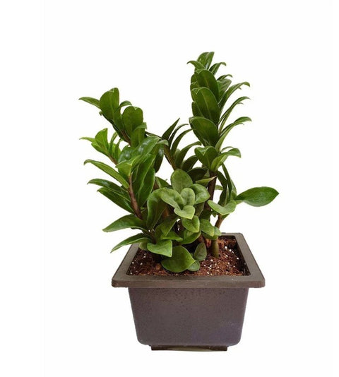 Dwarf ZZ Plant