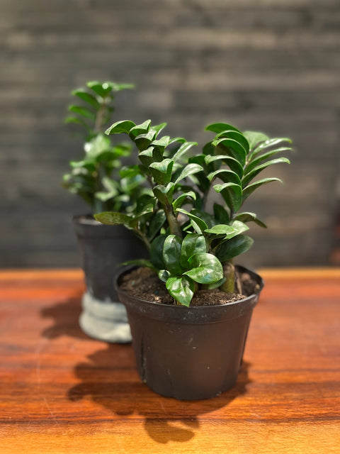 Dwarf ZZ Plant