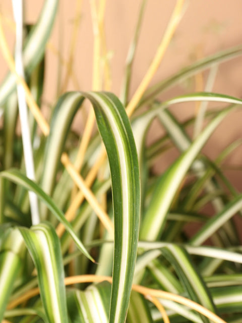 Chlorophytum Spider Plant - Variegated