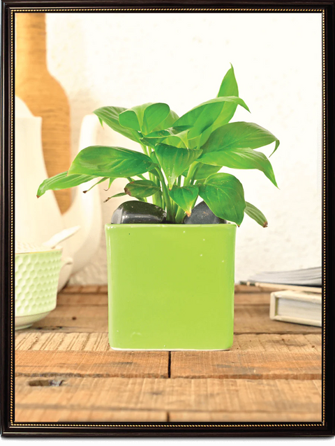 Square Ceramic Pot