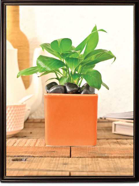 Square Ceramic Pot