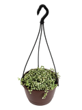 String of Nickels - Variegated