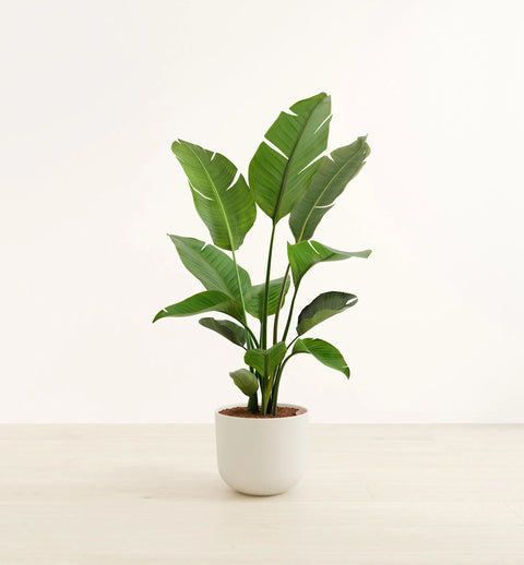 Bird of Paradise XL