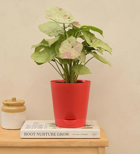 Syngonium Confetti