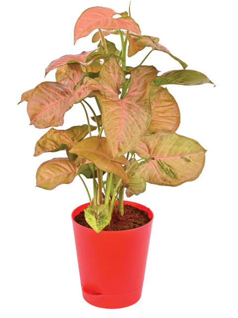 Syngonium Pink