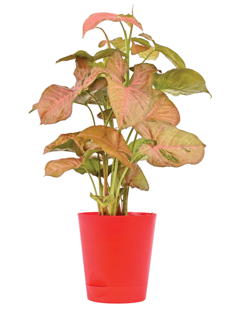 Syngonium Pink