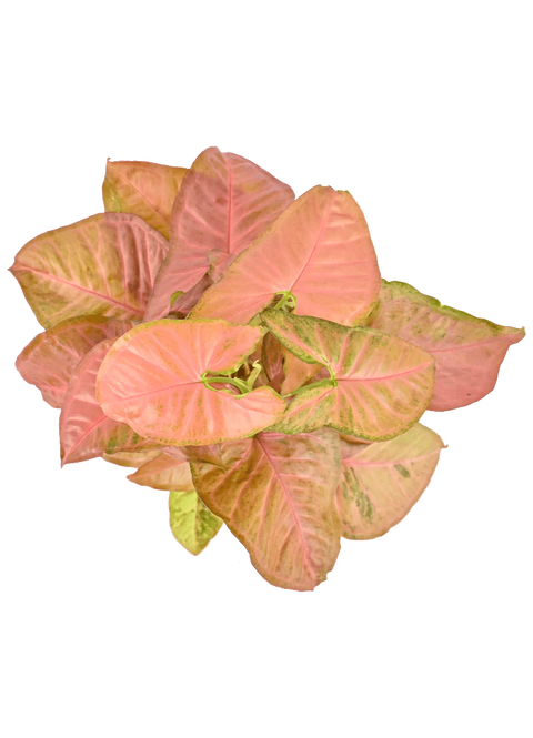 Syngonium Pink