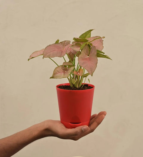 Syngonium Pink
