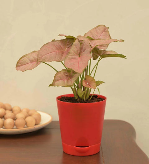 Syngonium Pink