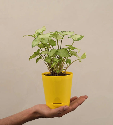 Syngonium Pixie