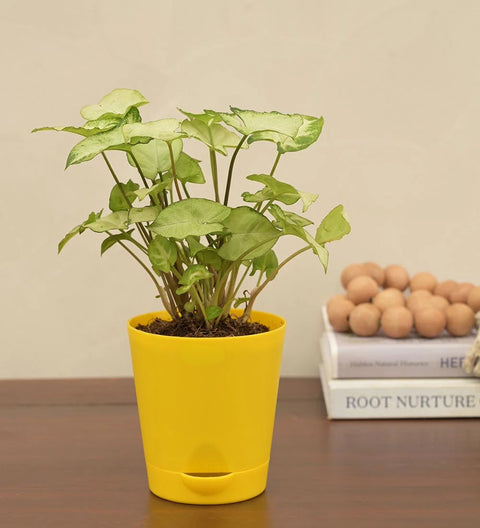 Syngonium Pixie
