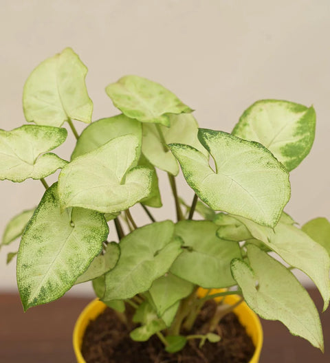 Syngonium Pixie
