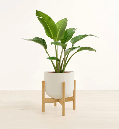 Bird of Paradise