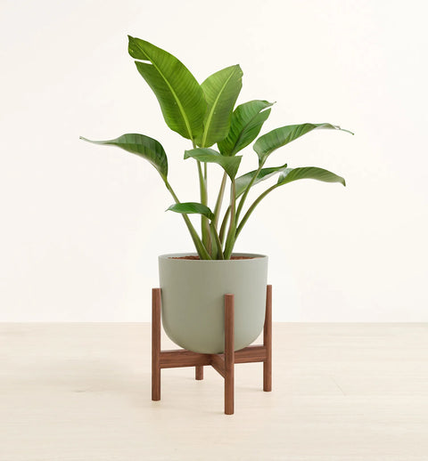 Bird of Paradise
