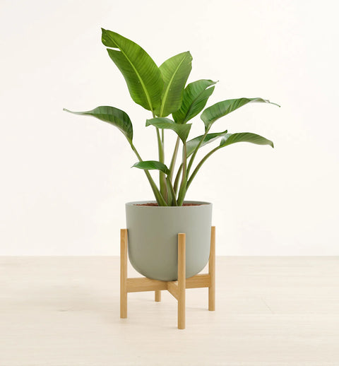Bird of Paradise