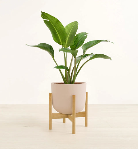 Bird of Paradise