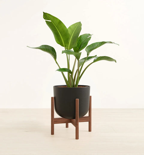 Bird of Paradise
