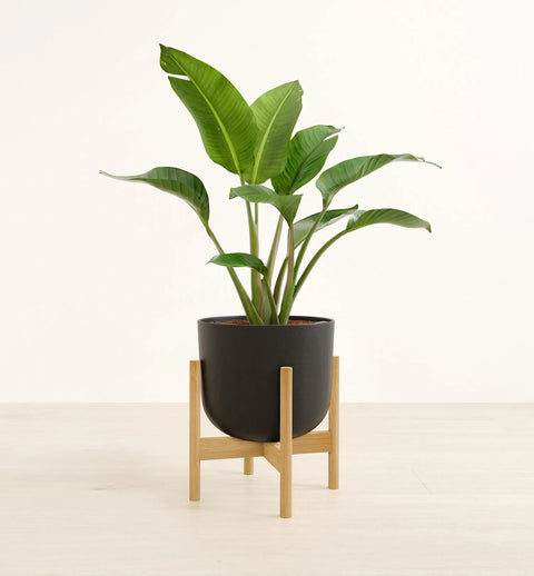 Bird of Paradise