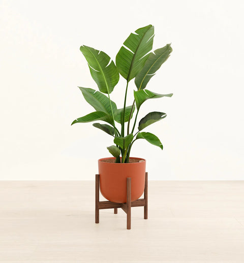 Bird of Paradise XL