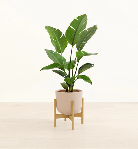 Bird of Paradise XL