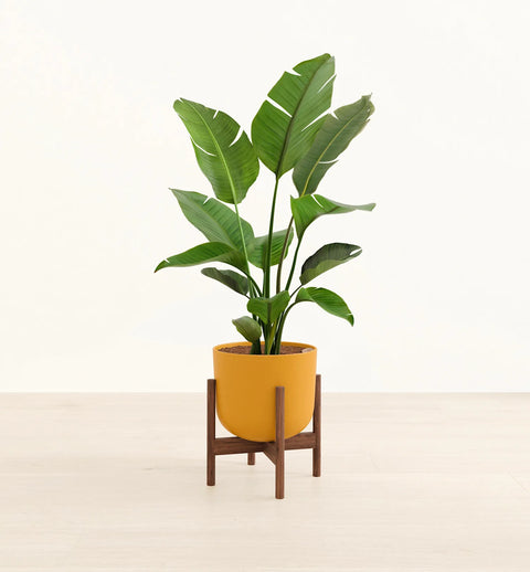 Bird of Paradise XL