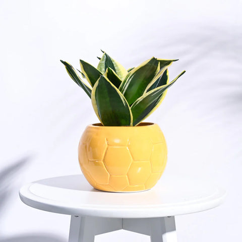 Football Ceramic Pot
