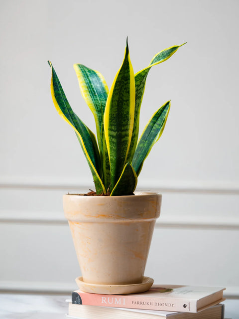 Marble Toned Ceramic Pot