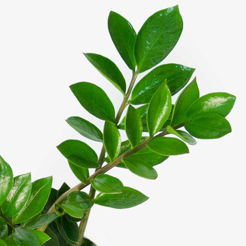 Zamioculcas Zamiifolia (ZZ Plant)